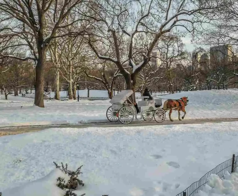 horse-drawn-carriage-rides-central-park