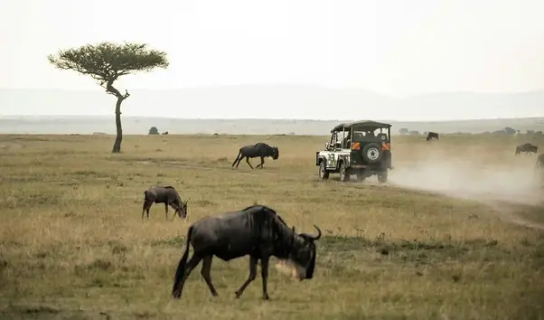 Wildebeest-Safari-Africa1-