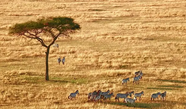 Zebras-Serengeti-Acacia-Tree1-