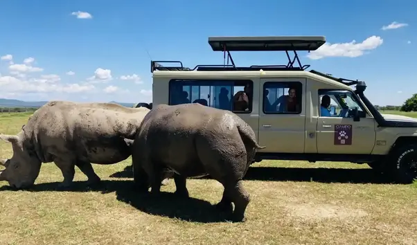 day-5-2-rhinos-safari-jeep-wildlife-encounter-africa1