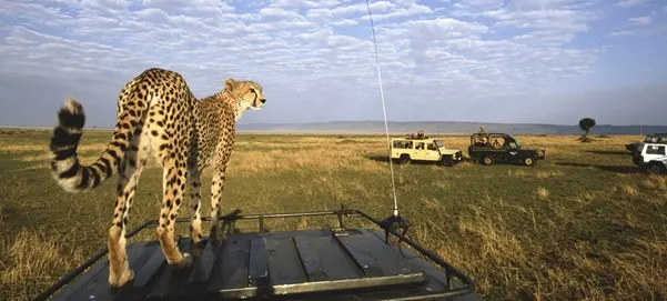 day-8-cheetah-on-safari-jeep-masai-mara-wildlife (1)