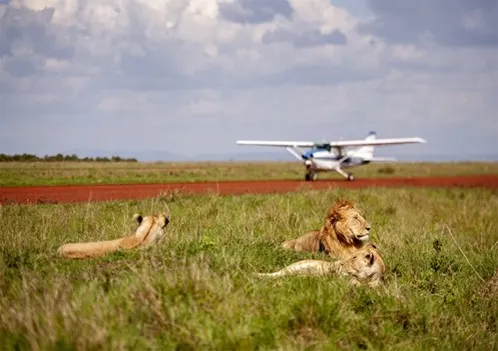 day-9-lions-on-safari-airstrip-with-plane-africa (1)