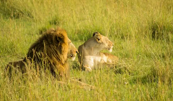 lion-and-lioness-in-grass-safari-wildlife1-