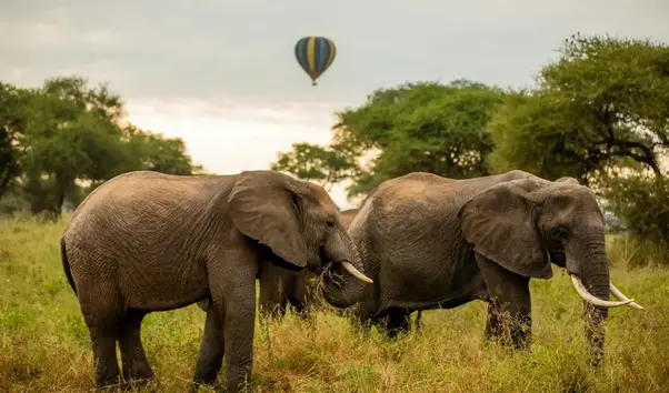 tanzania-wild-elephants-scaled-