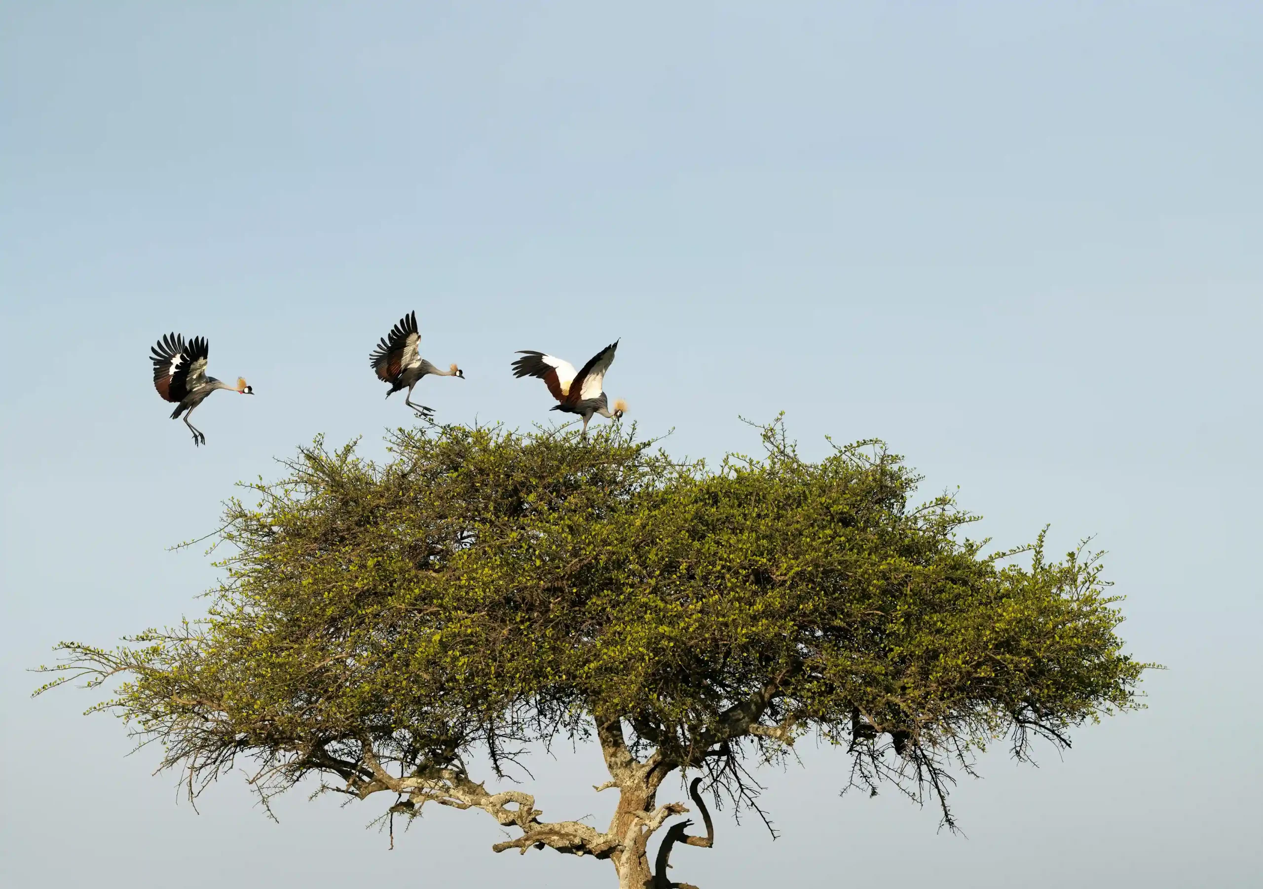 Three crowned cranes in various stages of taking off from a green, bushy tree