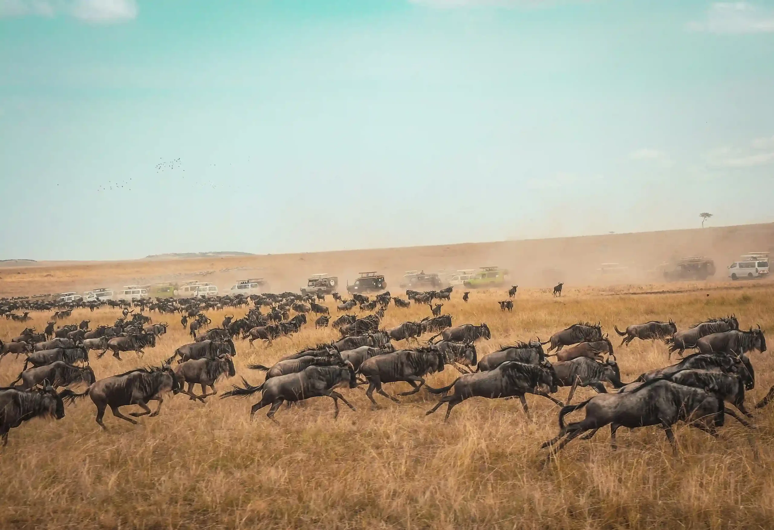 A large herd of wildebeest running across a dusty, golden grassland during a migration, with safari vehicles in the background.
