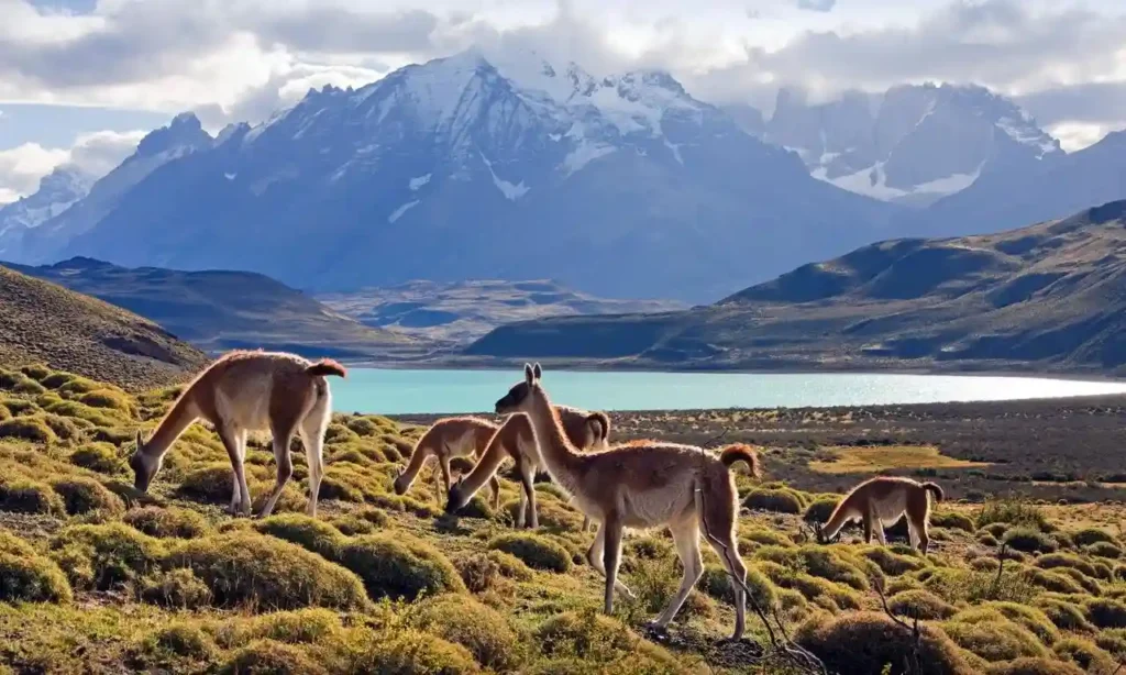 A group of guanacos graze in a field with a turquoise lake and the snow-capped mountains of Torres del Paine in the background.