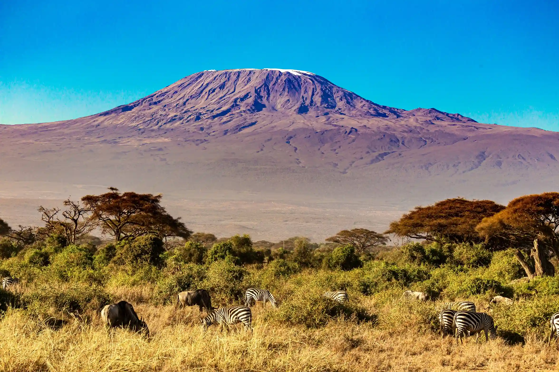 Zebras and wildebeest grazing in a lush field with the snow-capped Mount Kilimanjaro in the background.