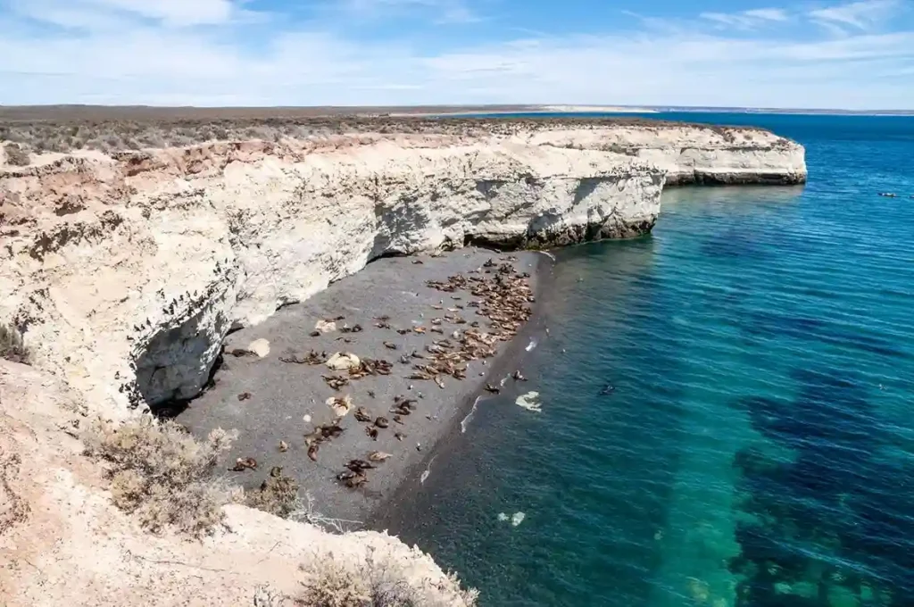 An aerial view of a colony of sea lions lying on a dark sand beach at the base of white, rocky cliffs that meet the turquoise ocean.