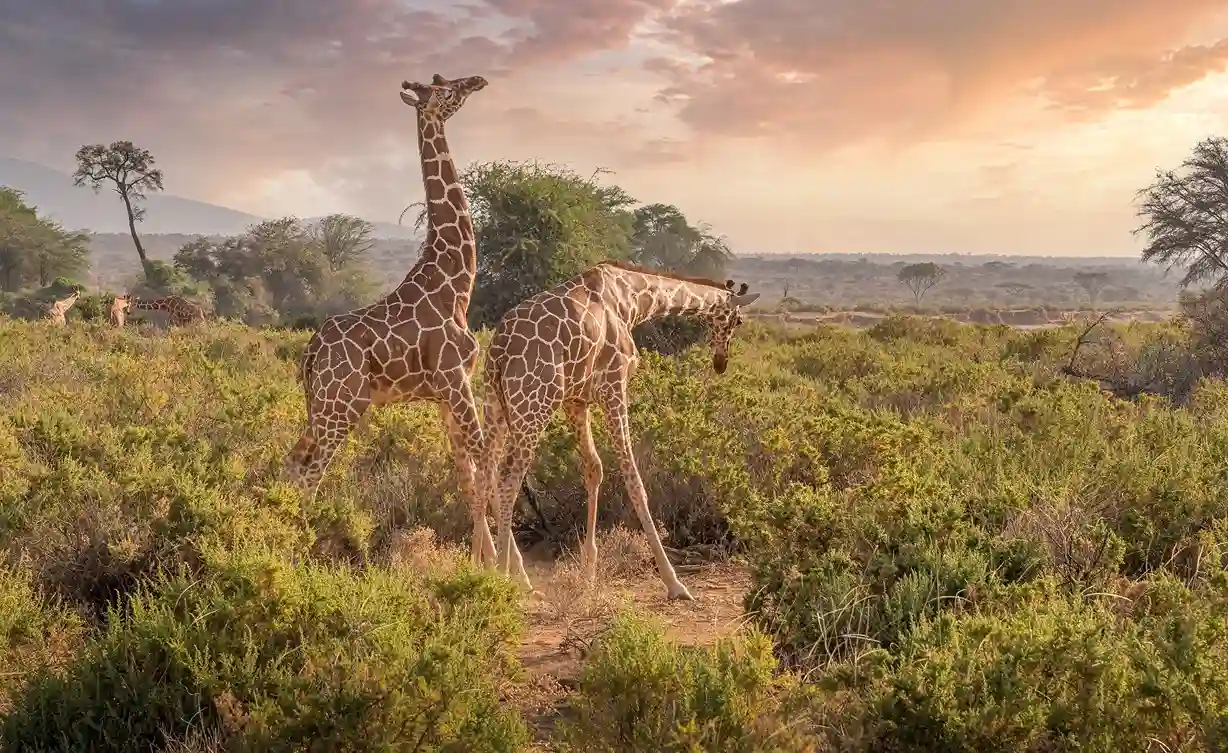 Two giraffes standing in a lush, open savanna at sunset, with a beautiful orange and pink sky.