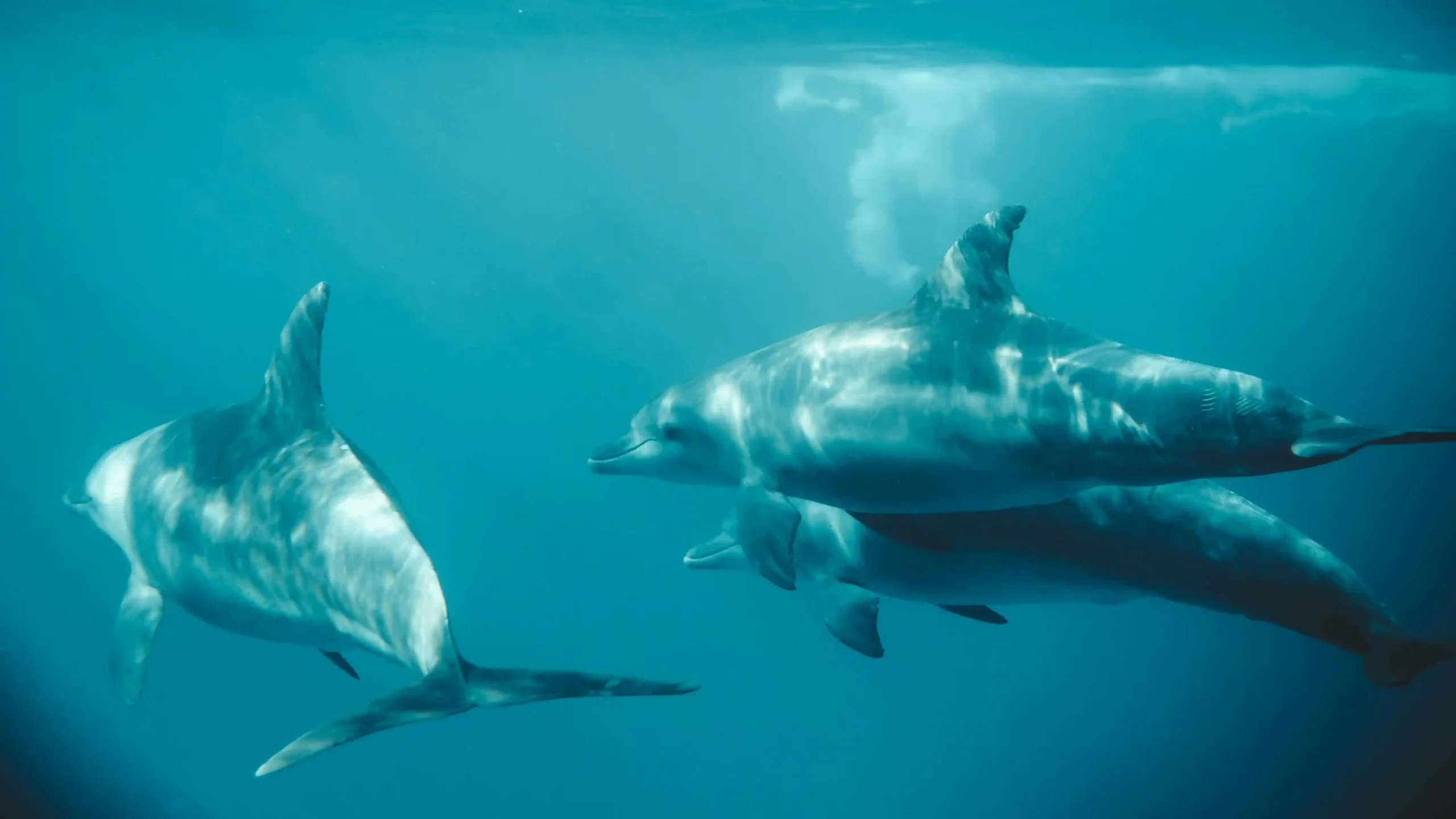 A group of bottlenose dolphins swimming gracefully underwater during a dolphin tour in Kizimkazi, Zanzibar.