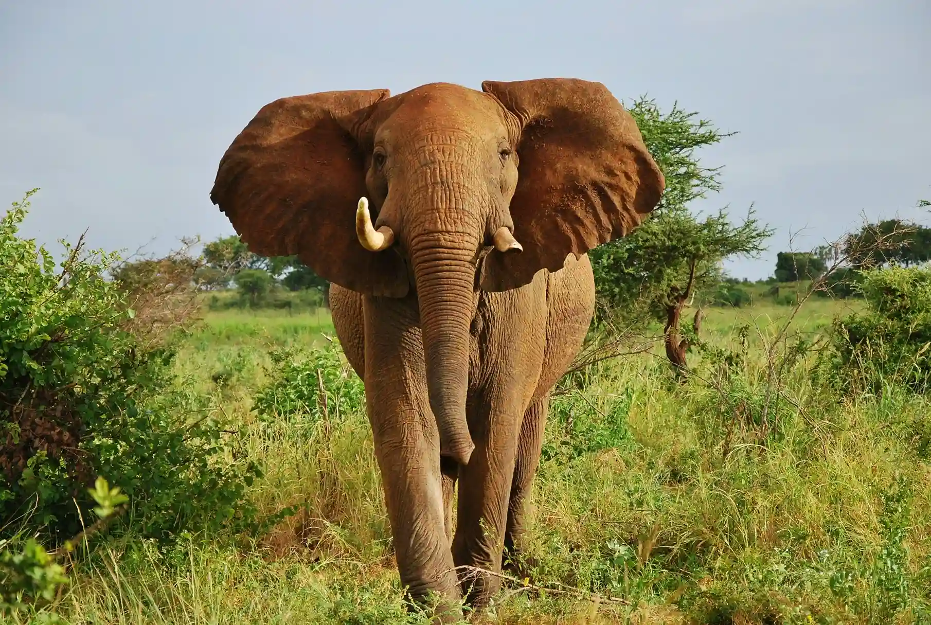 Close-up of a large African bush elephant with visible tusks and big ears, standing in the green savanna of Meru National Park, Kenya