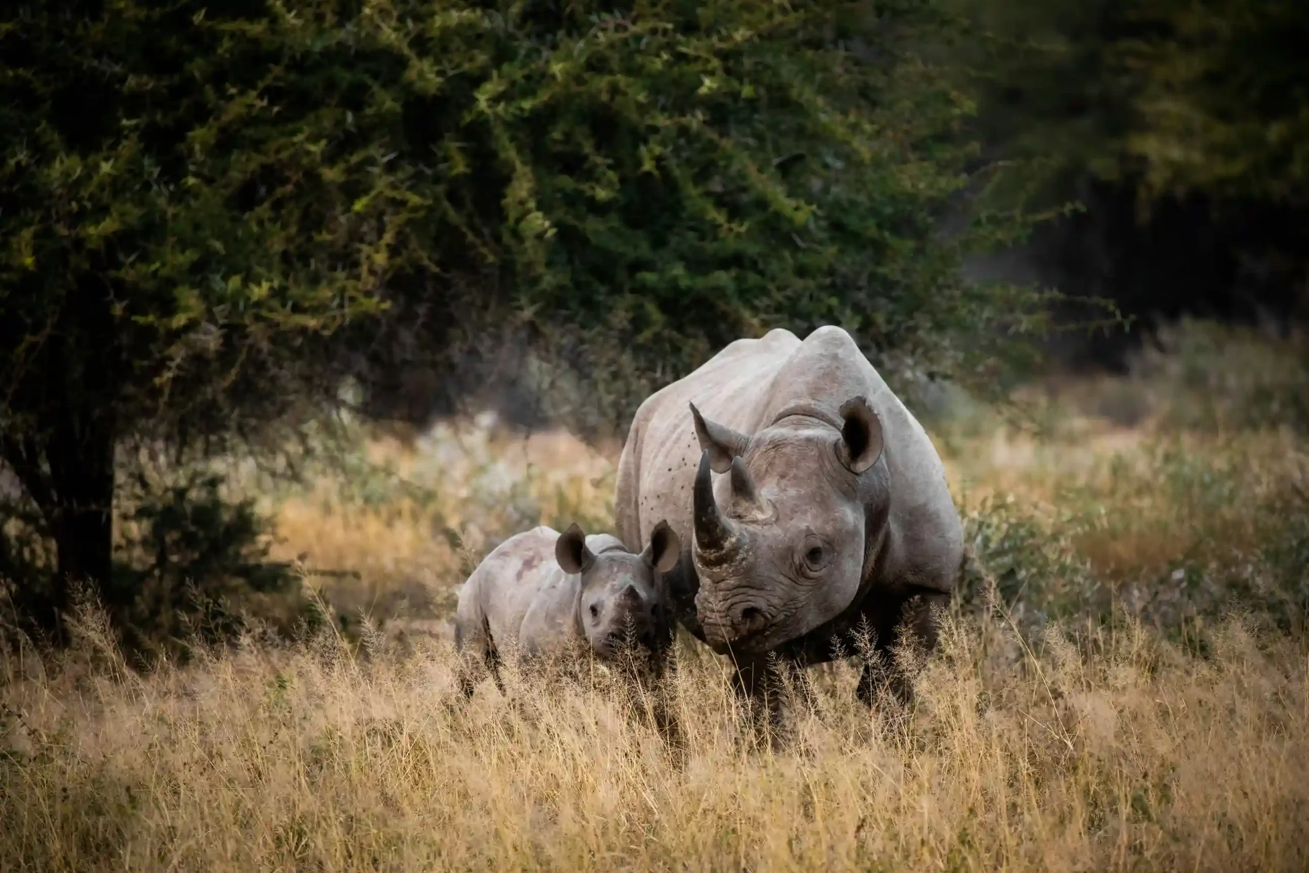 black-rhino-and-calf-kruger-national-park