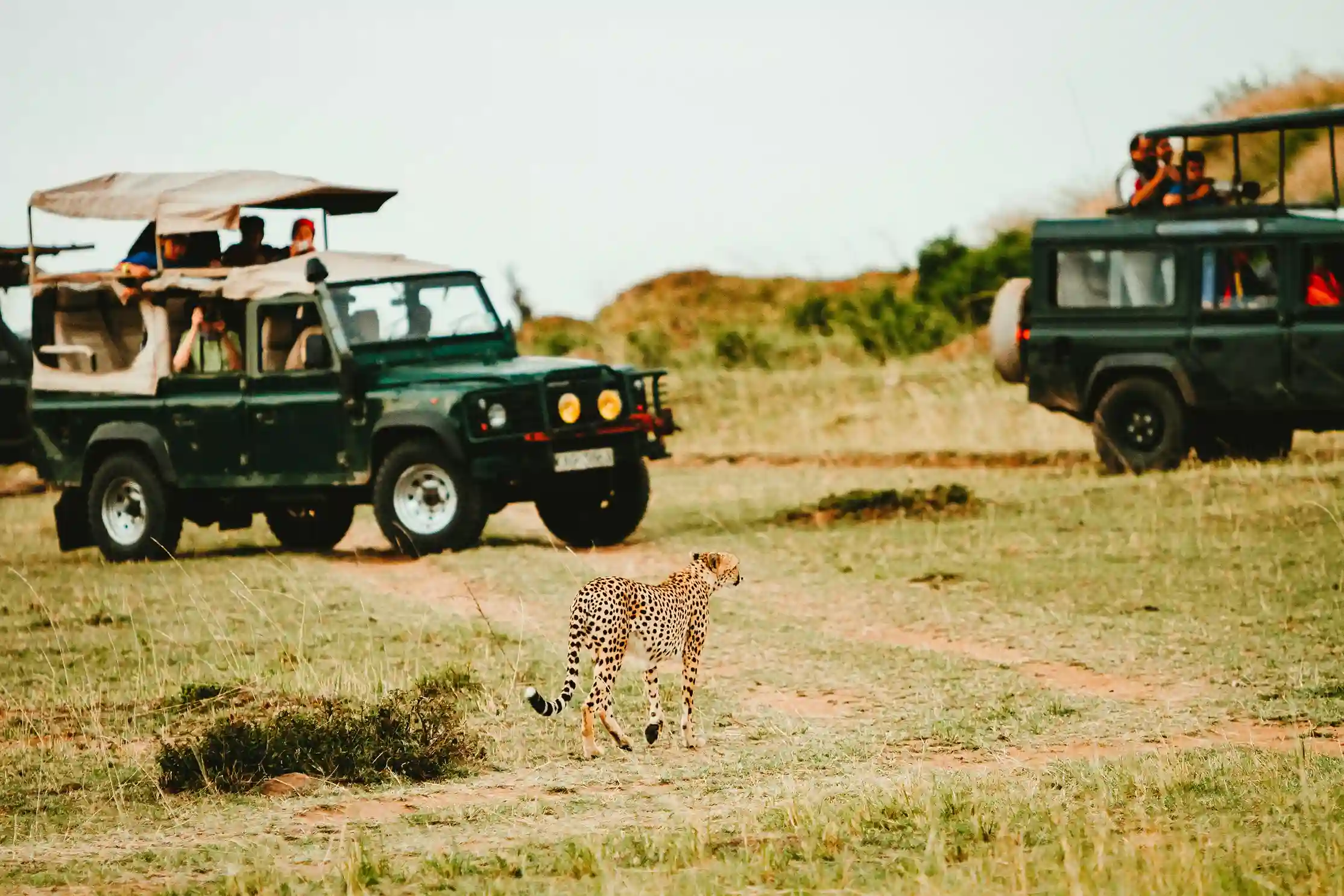 A wild cheetah walking across a dirt road in front of safari jeeps.
