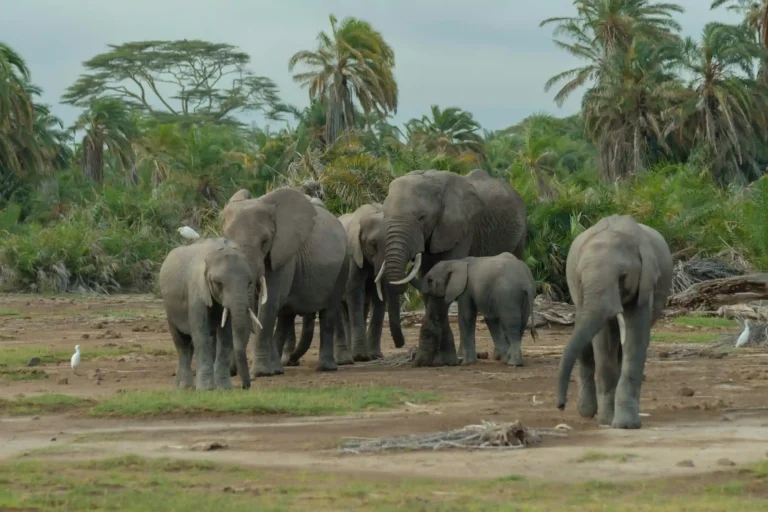family-of-elephants-amboseli-national-park-kenya