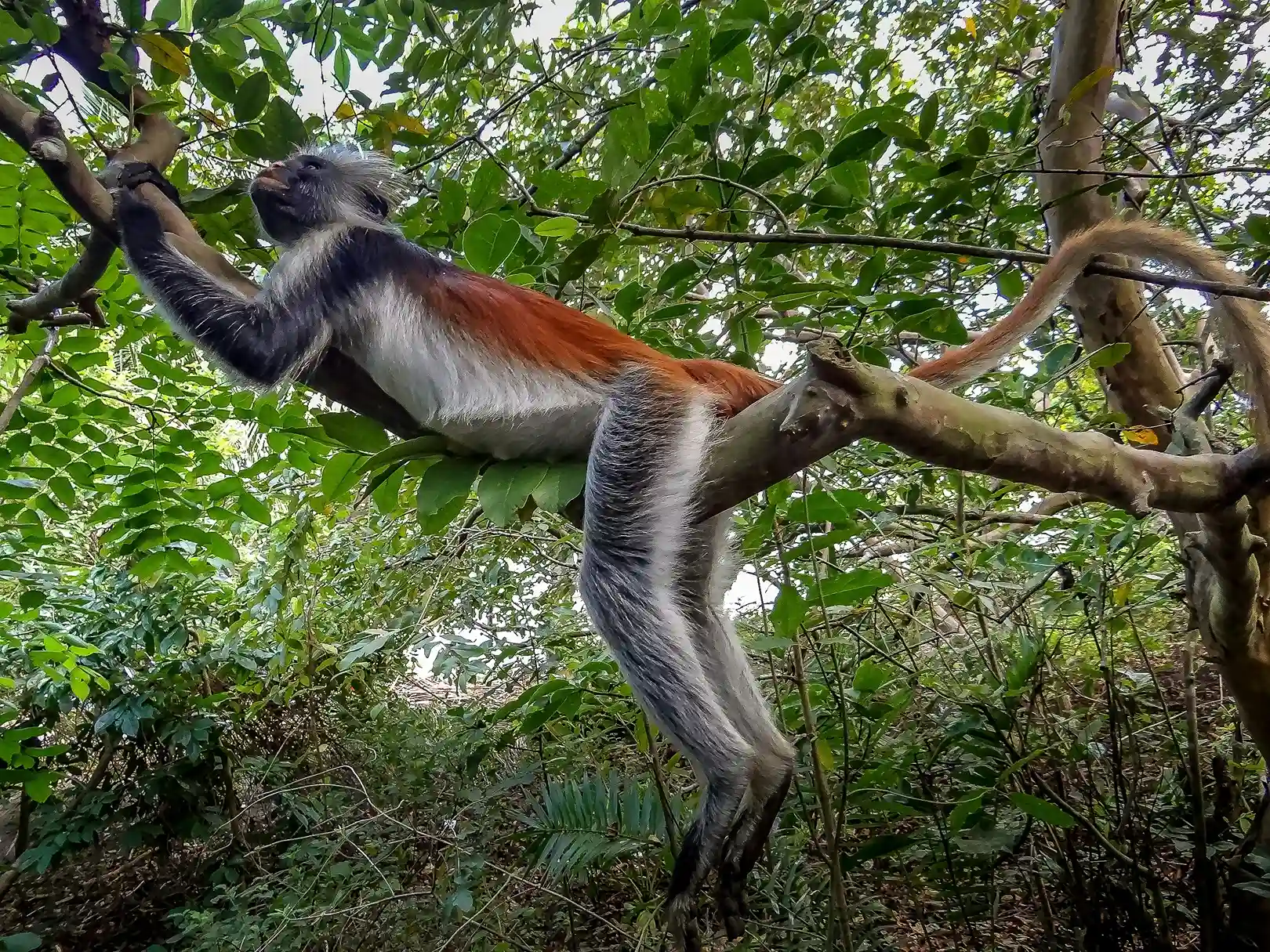 A Zanzibar red colobus monkey with reddish-brown and grey fur relaxing on a tree branch in a lush green forest.
