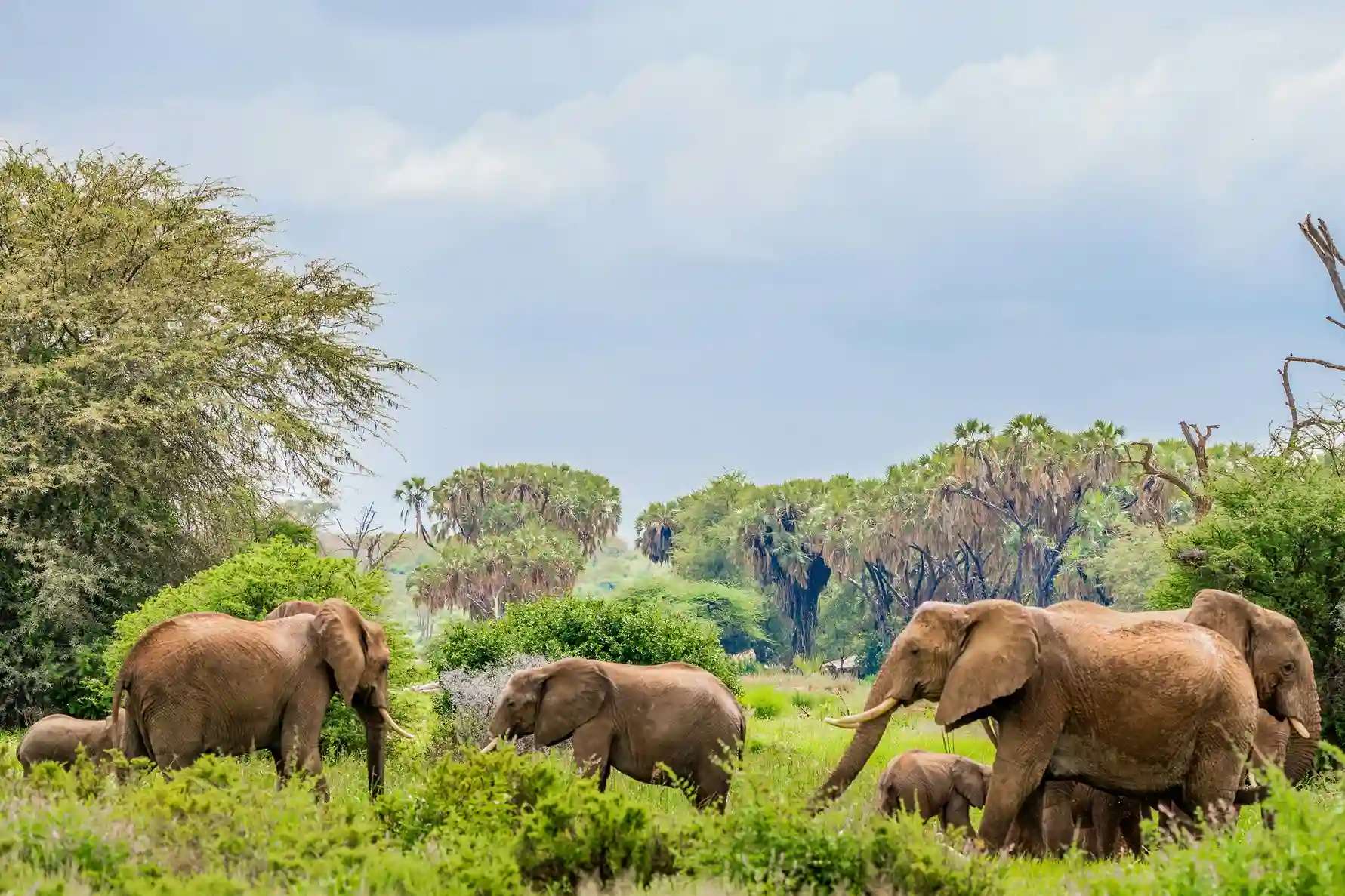 A herd of elephants, including several calves, walking through lush green scrub and trees in Samburu National Reserve, Kenya.