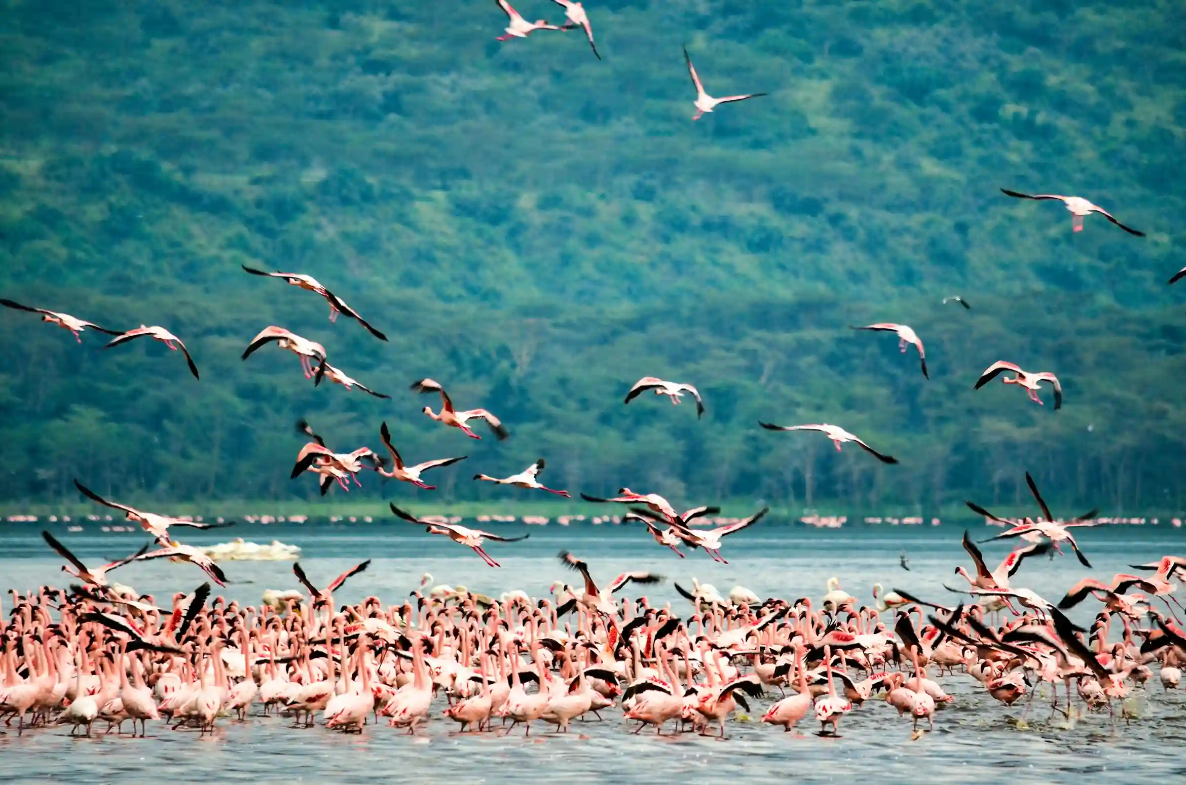 A massive flock of pink flamingos wading and flying over the water in Lake Nakuru, with a deep green hill in the background.