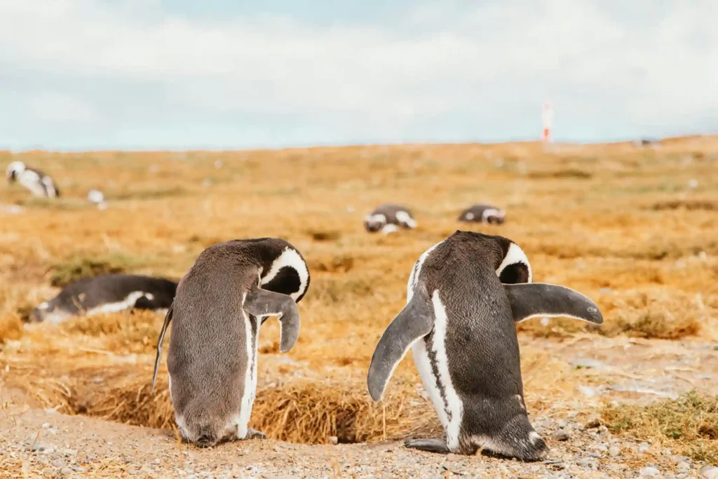 A colony of Magellanic penguins stands on a rocky, grassy shoreline in Patagonia with water in the background.