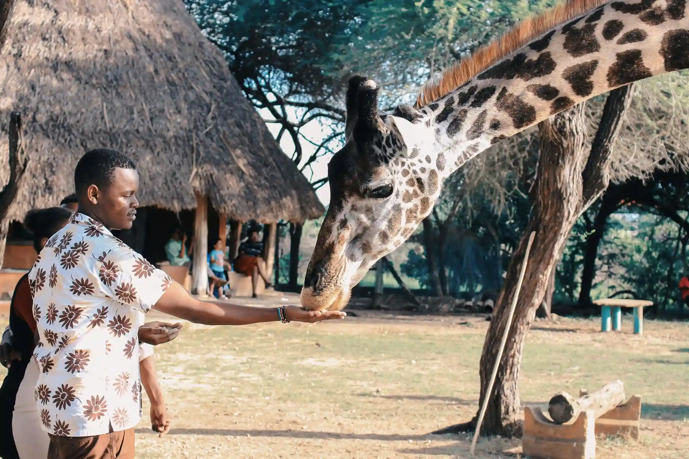 A man feeding a giraffe from his hand at a safari lodge