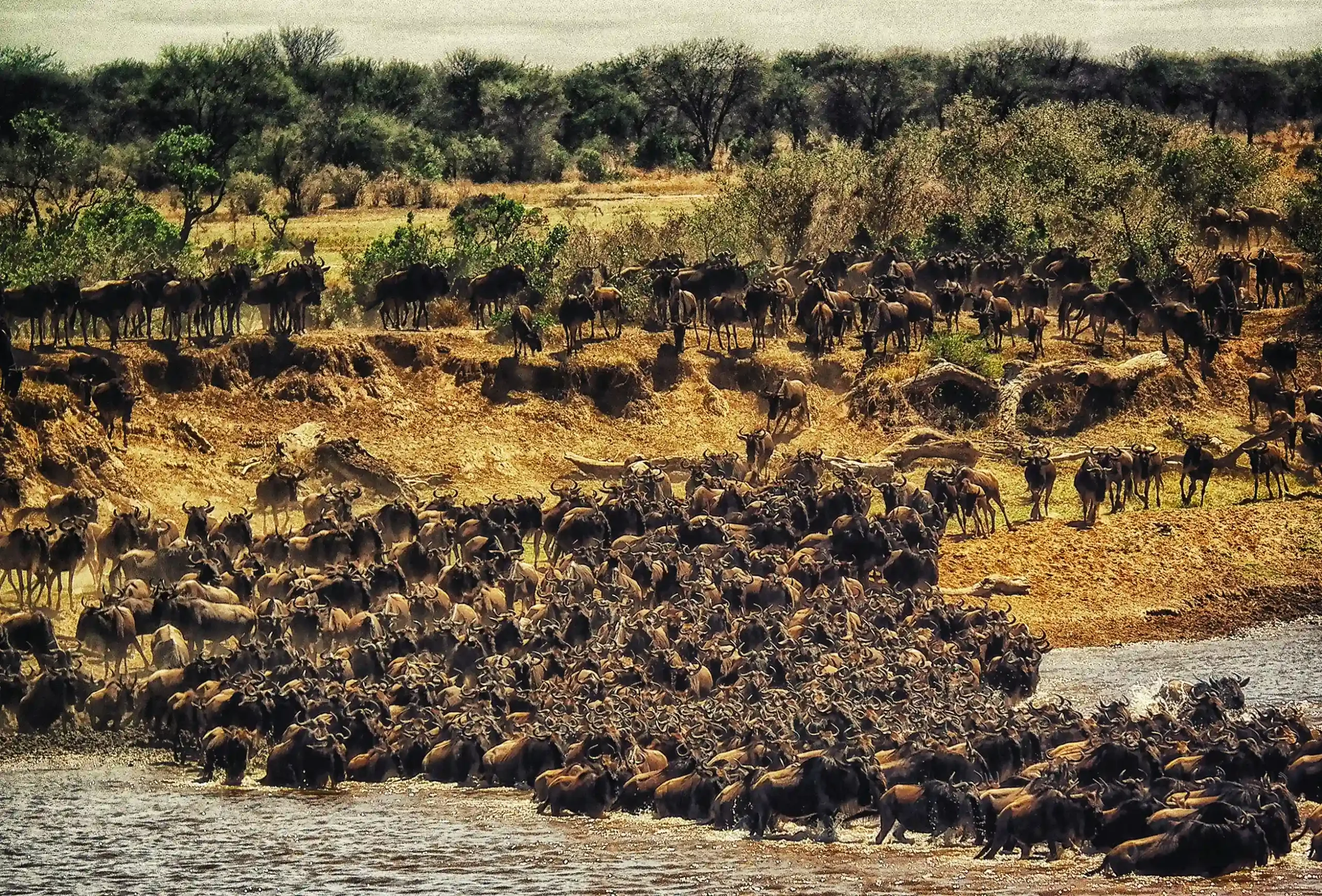 Hundreds of wildebeest clustered at the edge of a muddy river, preparing to cross during the Great Migration in the Maasai Mara