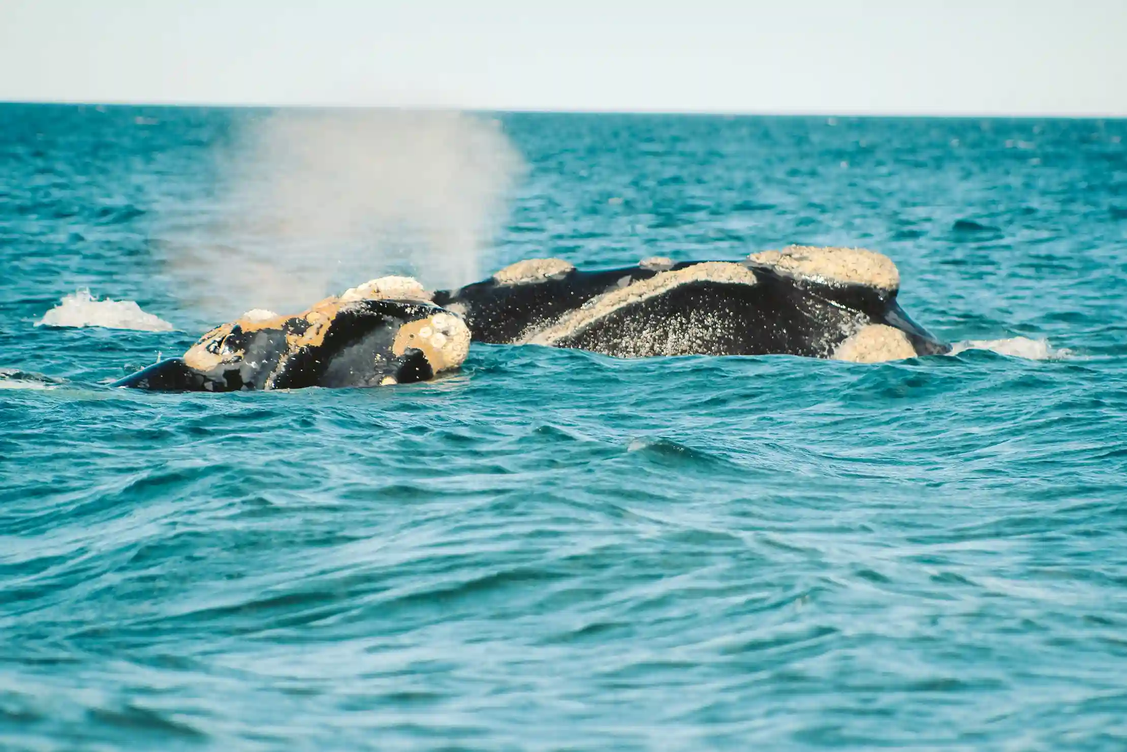 Two southern right whales swimming in the ocean, with one spouting a plume of water from its blowhole.