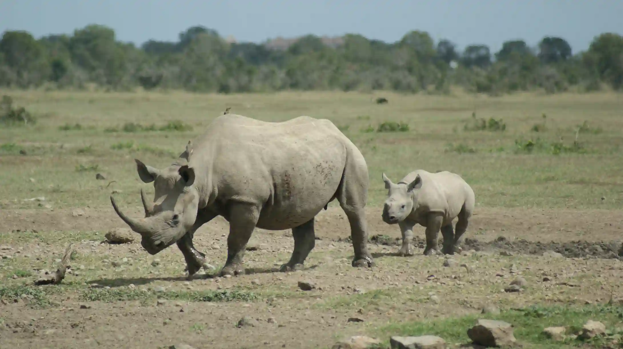 A mother rhino and her calf walking side-by-side across a dry, grassy plain in Kenya.