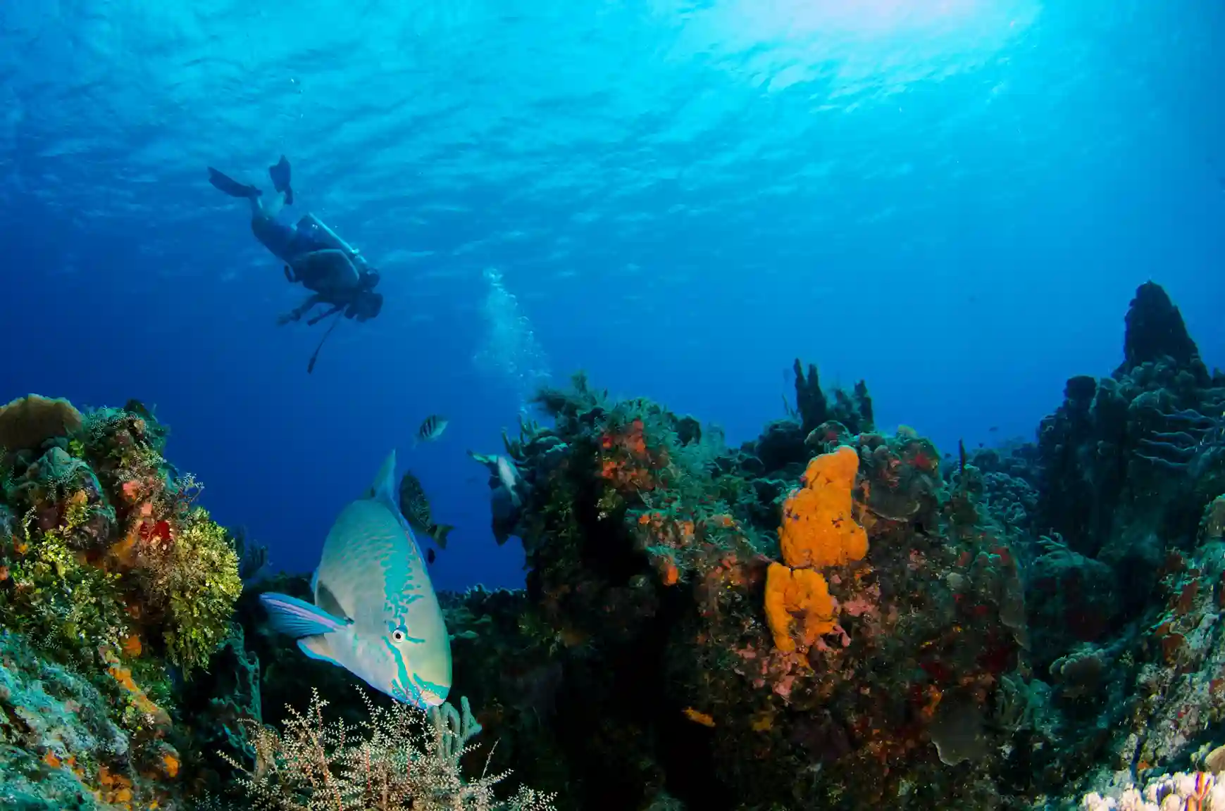 An underwater view of a vibrant parrotfish swimming near coral reefs while a scuba diver is visible in the background.