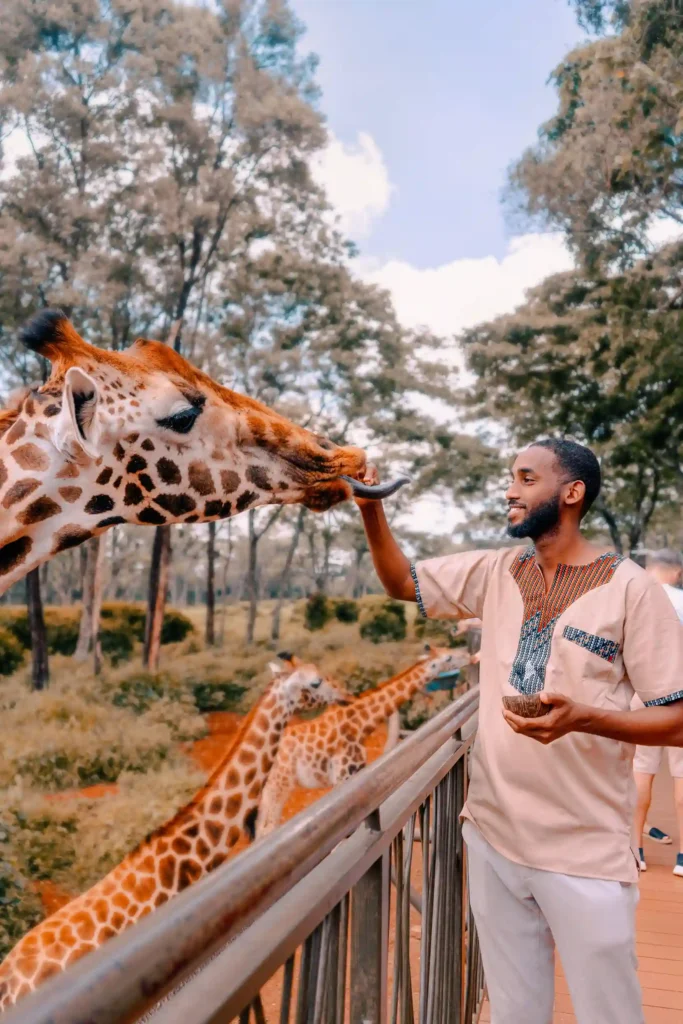 man-feeding-giraffe-nairobi-kenya