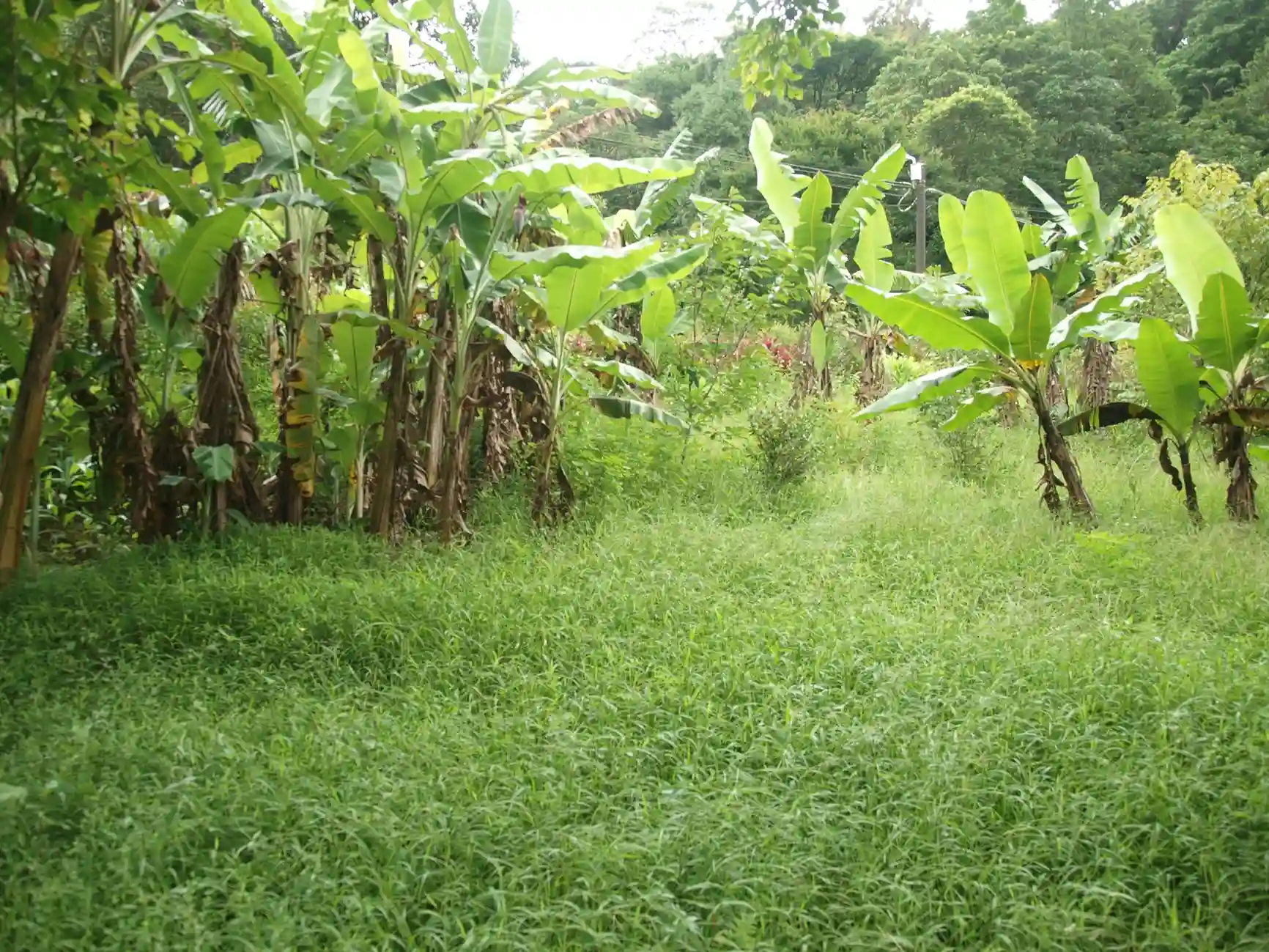 A lush green field of tropical plants at a spice plantation in Zanzibar.