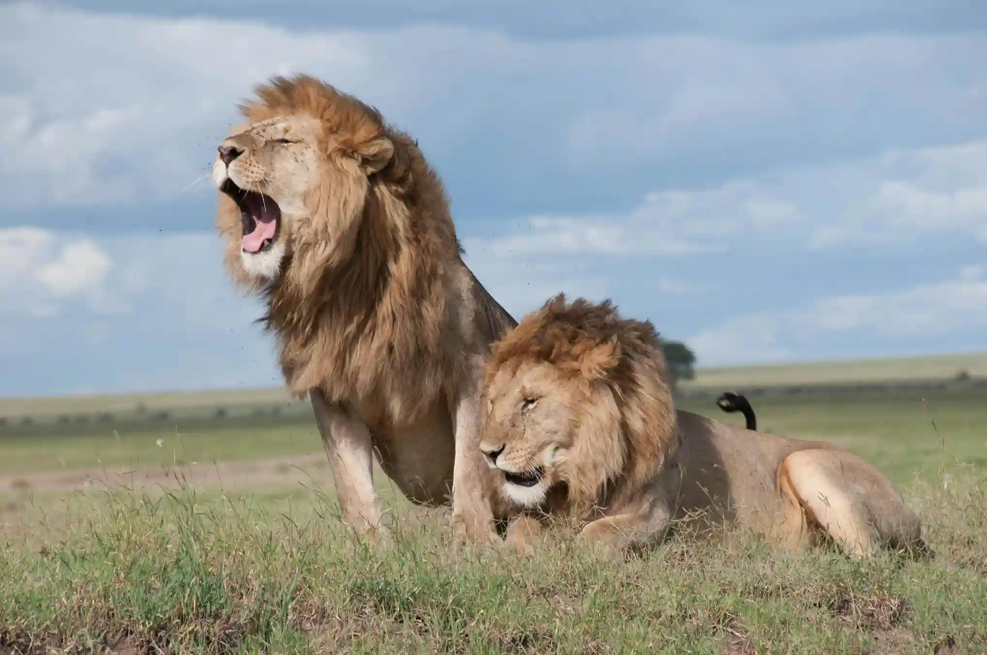 Two male lions roaring on the plains of an African safari.