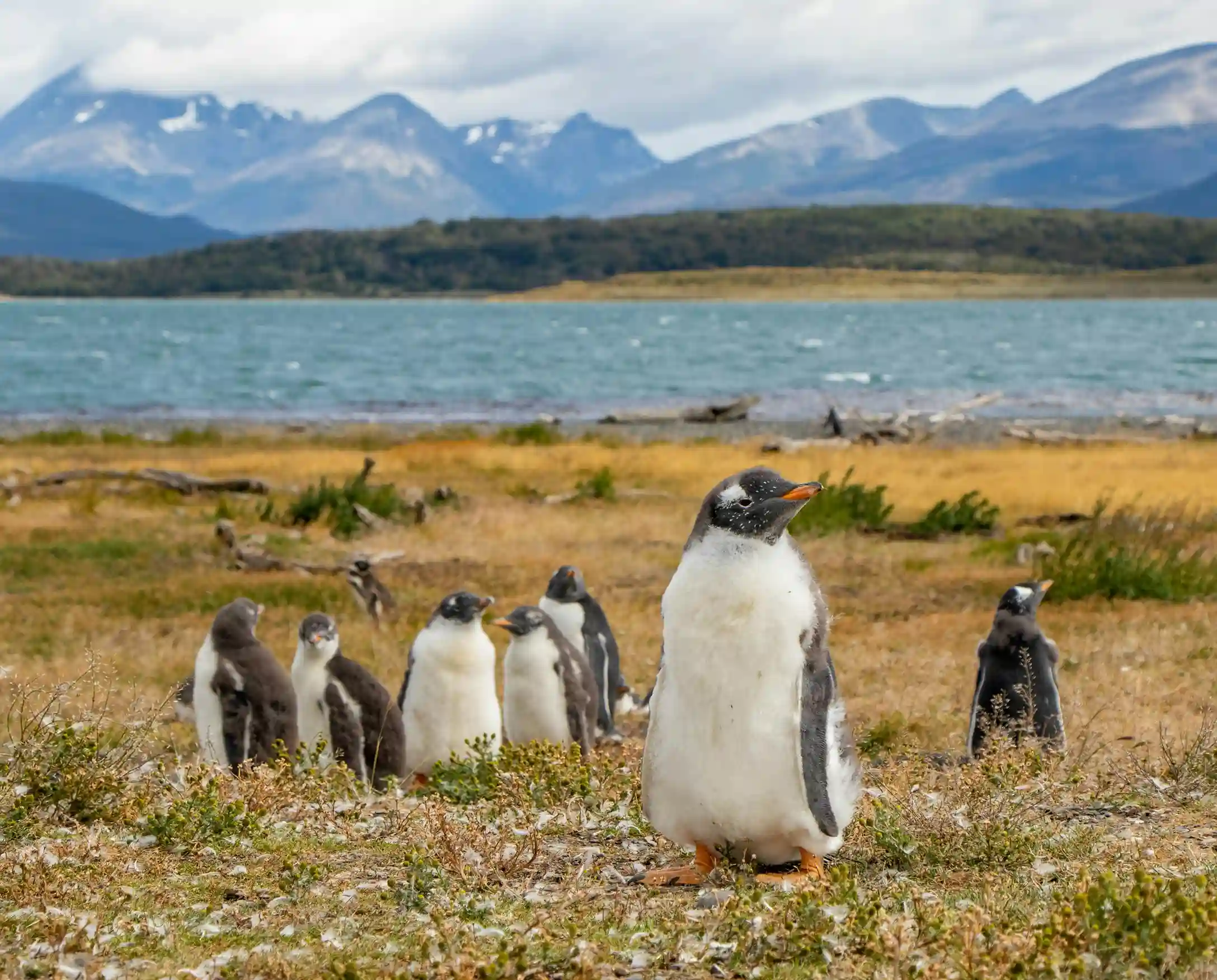 A group of Gentoo penguins standing on a grassy shore with a lake and mountains in the background, near Ushuaia, Argentina.
