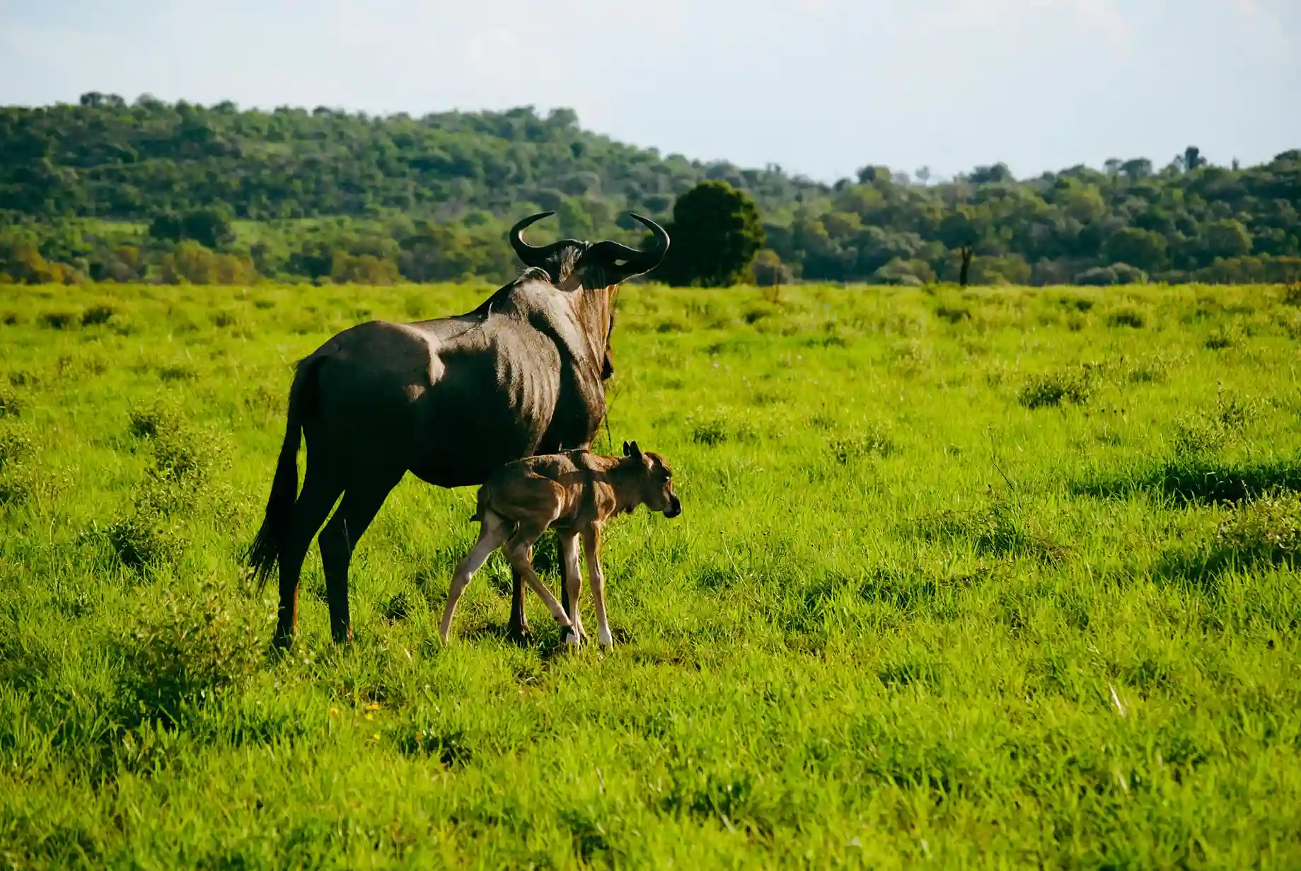 wildebeest-and-calf-in-african-savanna