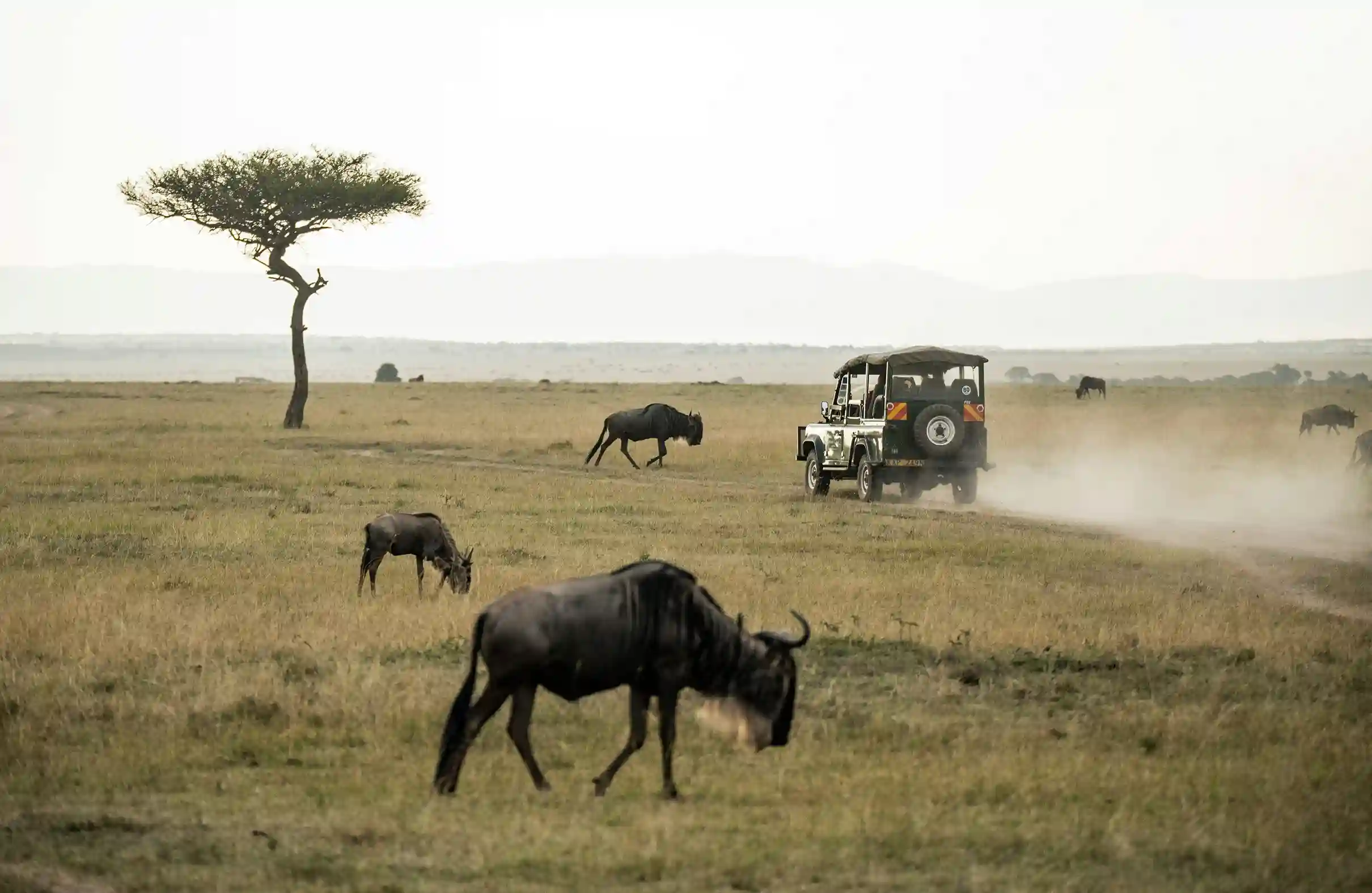 A safari jeep driving through the Maasai Mara plains in Kenya, surrounded by wildebeest. A lone acacia tree stands in the distance.