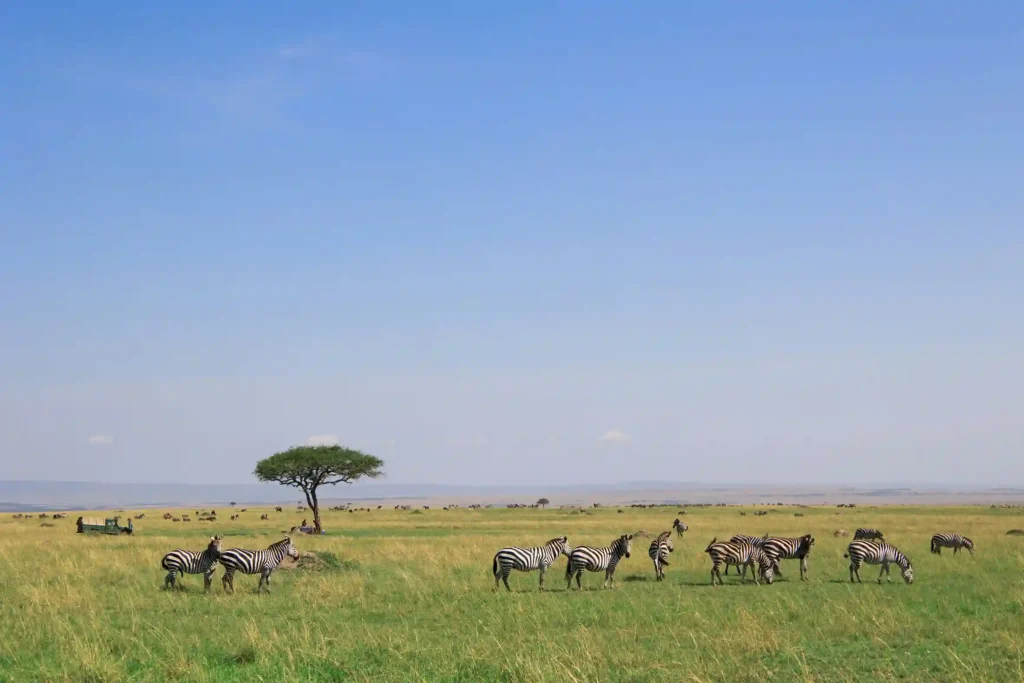 zebra-herd-maasai-mara-safari-kenya