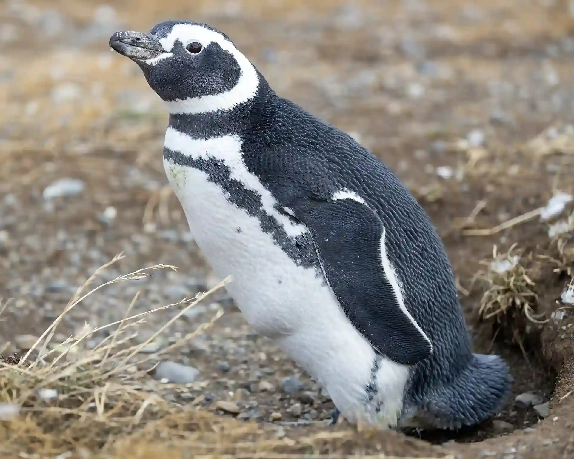 Magellanic penguin standing on rocky ground in Patagonia during the summer wildlife season.