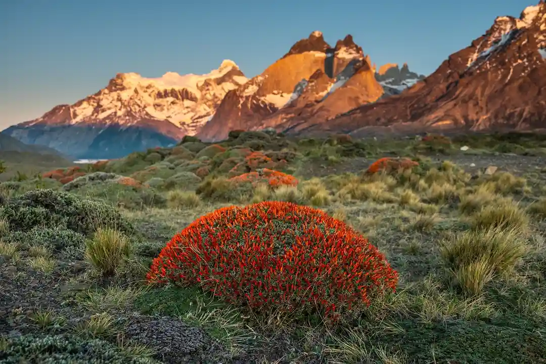 Spring wildflowers blooming in front of mountains in Torres del Paine National Park, Patagonia.